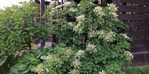 Hortenzija petiolasta kovrčava: sadnja i njega u predgrađu